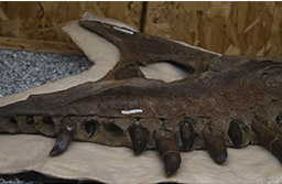 暴龍是掠食動物演化的極致