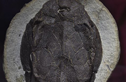 溝鱗魚(Bothriolepis)是屬于盾皮魚類的一種.泥盆紀(jì)