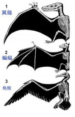 11425072_432129213636808_3299961285818936717_n-fit-250x388