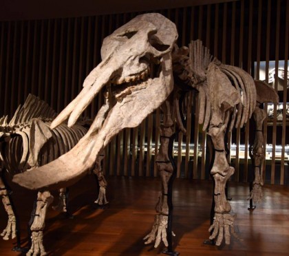 11407007_431616683688061_7354086233572295138_n-fit-420x372