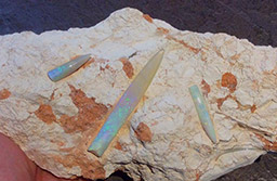 變成蛋白石的箭石 Neohibolites sp