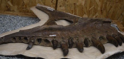 11013631_433575640158832_1275986119835321608_o-fit-420x202