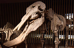 成也特化，敗也特化