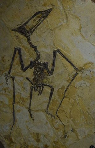 11426185_432129203636809_8007635311963882937_n-fit-308x479 (1)