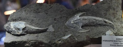 11357281_425217490994647_7990822514258082409_o-fit-416x162