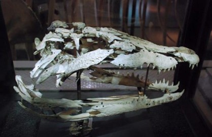 10523872_431292180387178_1092406451685613938_n-fit-418x270