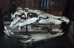 大卸數(shù)十塊骨.方知骨骼解剖精髓.現(xiàn)生尼羅鱷